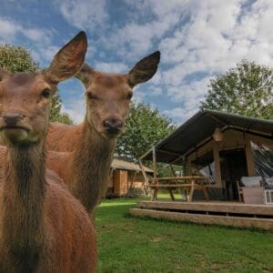 Recreatie- & Hertenboerderij De Weerd in YES true - rentatentnederland.nl