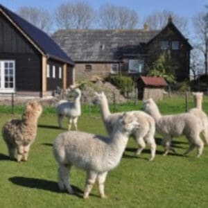 Alpaca IJsseldelta Logies. IJsselmuiden