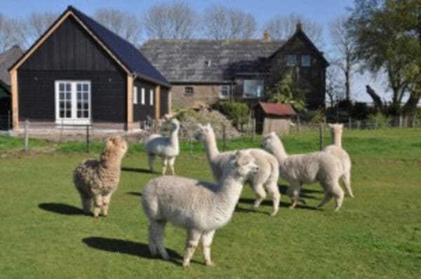 Alpaca IJsseldelta Logies. IJsselmuiden