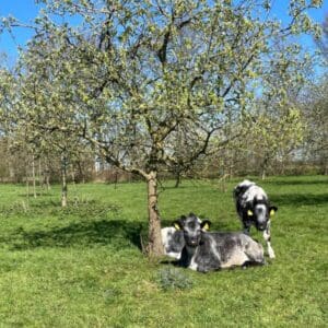 Kamperen in de boomgaard