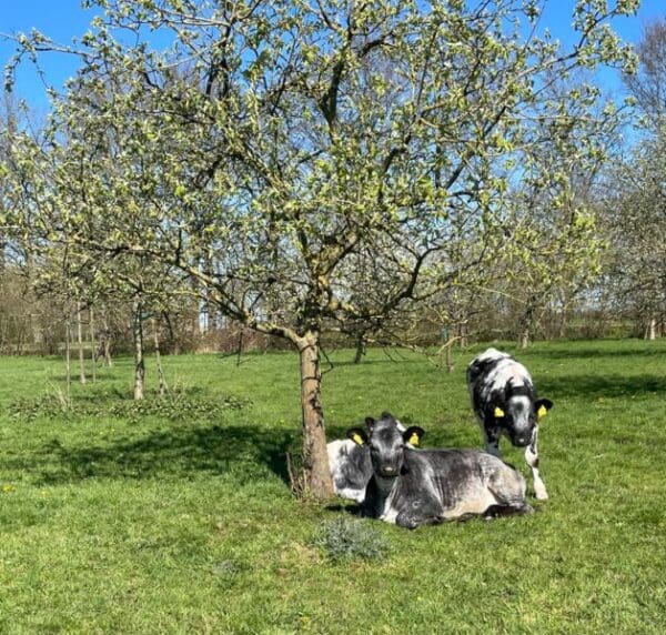 Kamperen in de boomgaard