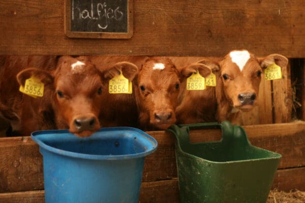 Kamperen op een echt boerderijpark. Oirschot