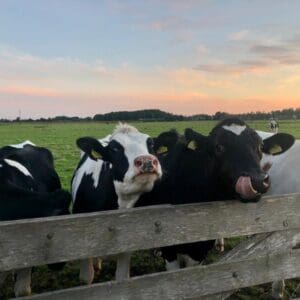 Pipowagen aan het Alkmaardermeer. Akersloot