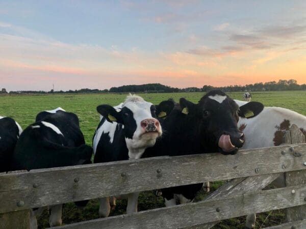 Pipowagen aan het Alkmaardermeer. Akersloot