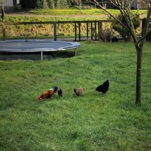 Rustige plek aan de rand van een pittoresk dorpje. Oostrum