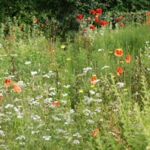 Verblijf in de Wildernis. Wilp