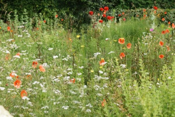 Verblijf in de Wildernis. Wilp