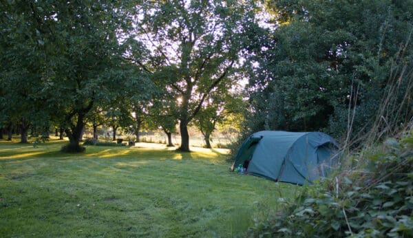 Stilvallen in een prachtige walnoten boomgaard. Nijbroek